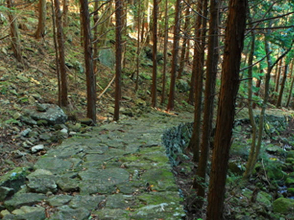 熊野古道の植樹活動